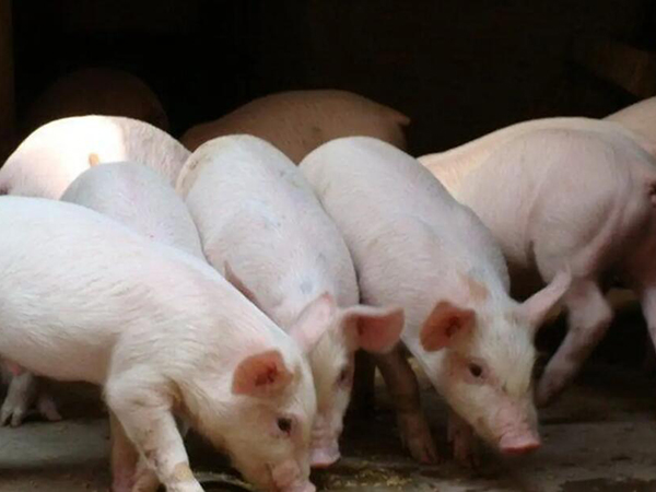 總是死豬咋回事？