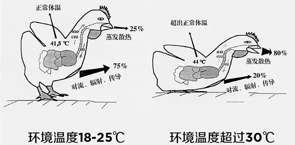 《夏日炎炎，如何為動(dòng)物防暑、降溫》